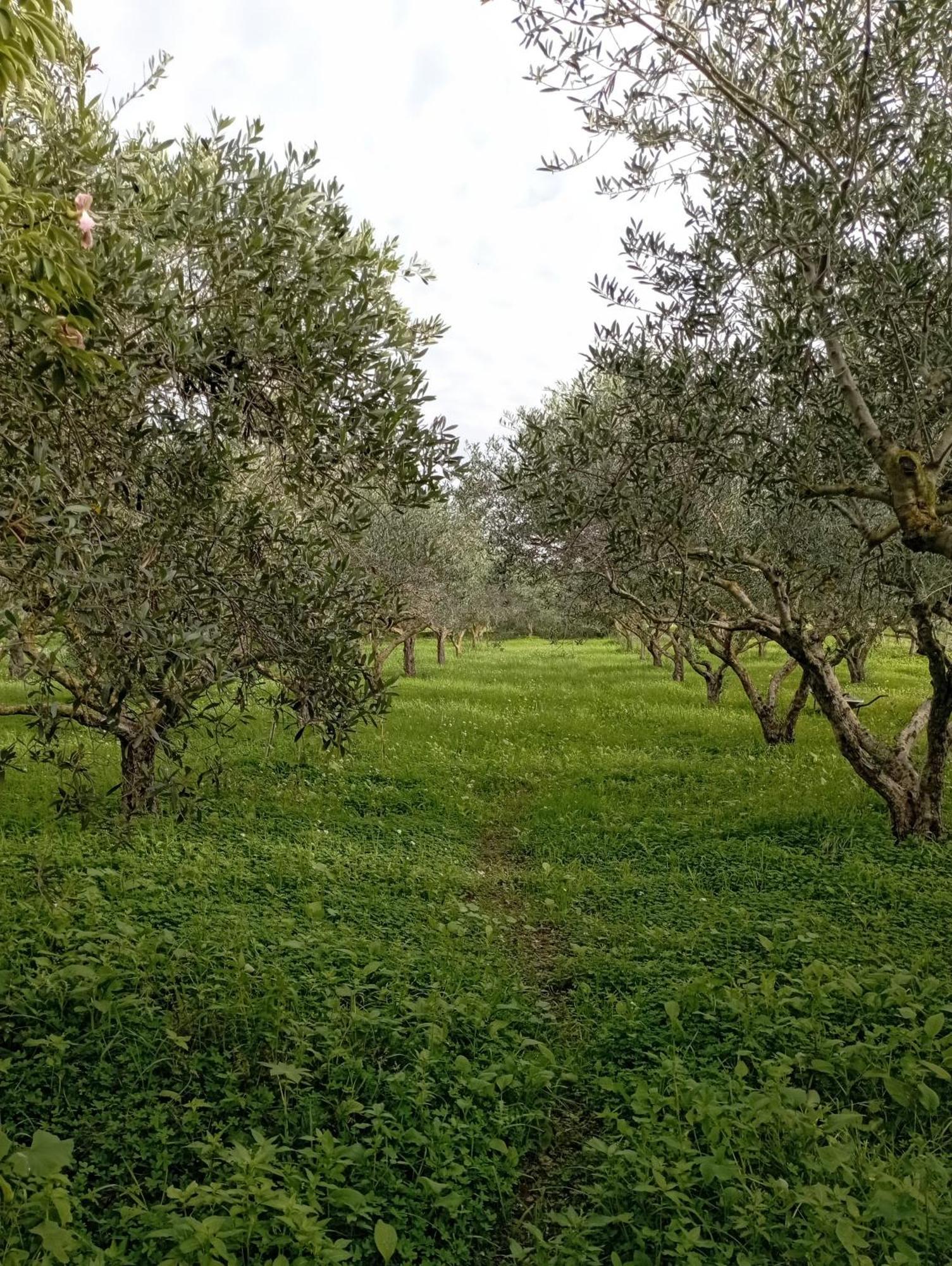 L'Araucaria Bnb Marsala Exterior photo